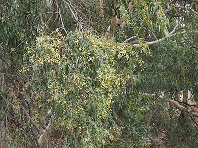 Acacia salicina flrs Denzel Murfet Port Pirie